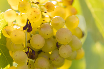 close-up view of ripe white grapes before harvest in a vineyard in Slovakia.