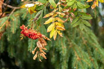 Foresta Nera (Germania)
