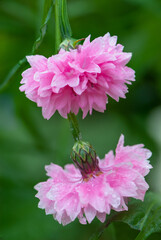 Fototapeta premium Wet pink flower heads of a cornflower in rainy day