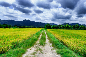 Fototapeta na wymiar Rice fields.,