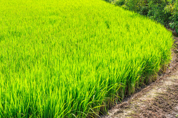 Korean traditional rice farming. Korean rice farming scenery. Rice field and the sky in, Gimpo-si, Gyeonggi-do,Republic of Korea.