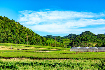 Fototapeta na wymiar Rice fields.