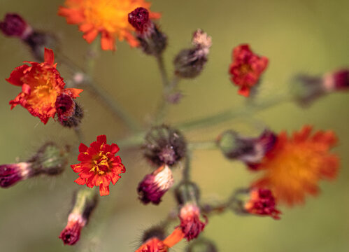 Habichtskraut - Hieracium aurantiacum, close up, gelb/orange, geschlossen/offen