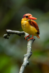 Rufous-backed Kingfisher