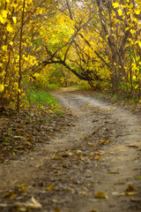 Fototapeta premium Paisaje de otoño