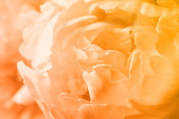 Closeup view of beautiful light orange peony flower