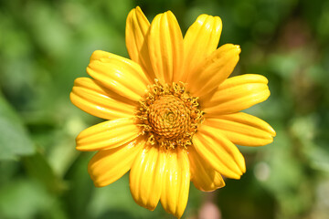 Yellow Daisy Flower