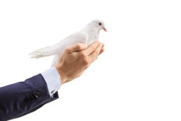 Male hands holding a white dove