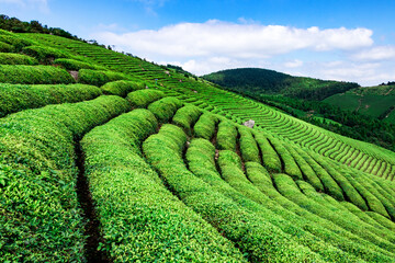 tea plantation