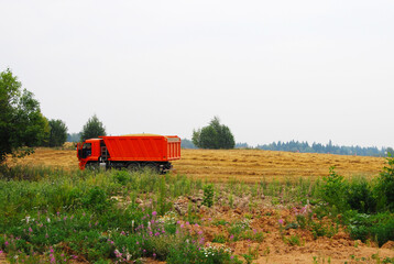 A truck full of wheat harvested from the field. A full body of grain. Wheat harvest. Harvesting. Russia.