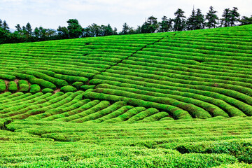 tea plantation