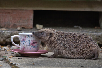 European hedgehog eating bird food from a cup and saucer.