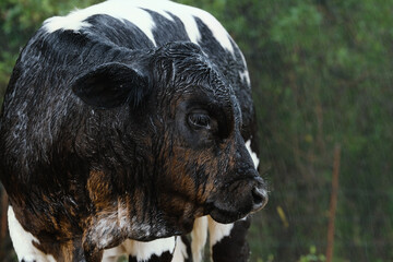 Wet fur of calf on farm during rainy weather in Texas closeup.