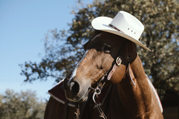 Horse in cowboy hat for western equine portrait on ranch closeup. - obrazy, fototapety, plakaty
