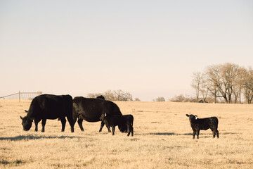 Herd of black angus cattle on Texas ranch for beef industry of agriculture.