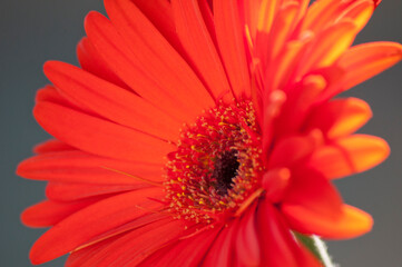 Gerbera arancione