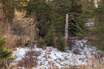 stream in the forest