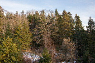 forest in autumn