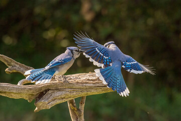 blue jay on a branch