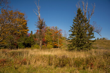Fototapeta premium autumn in the forest
