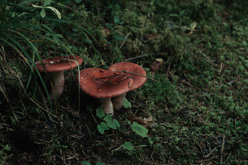 Mushroom in the forest near the stump