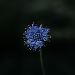 Blue flower close-up