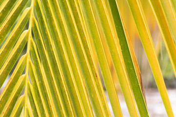 Detail of leaves of a coconut palm tree. Background and texture made from Caribbean palm leaves in Cuba. Green and yellow leaves of a palm tree