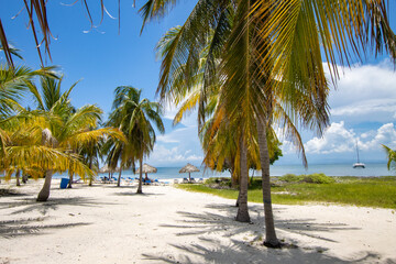 Caribbean beach with fine white sand, clear sea and coconut trees. Paradise for winter and summer holidays, warm and sea for tourists in cuba. Cuban beach with palm trees and natural wild vegetation