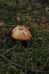 Naklejka na ściany i meble Mushrooms in the moss