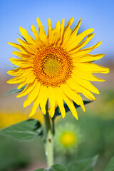 Obraz premium Girasol al amanecer en un dia soleado (verano, crecimiento, crecer)