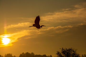 blue heron against the sun flying