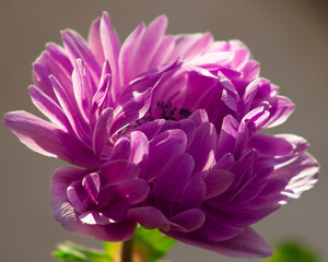 Purple anemone flower close up in bloom