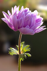 Purple anemone flower close up in bloom