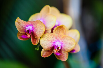 Closeup of one of the beautiful Colombian orchids