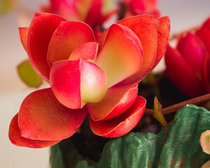Red firestorm succulent flower close up