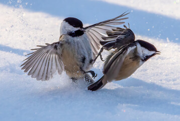 birds in snow