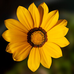 Yellow Gazania flower close up in bloom