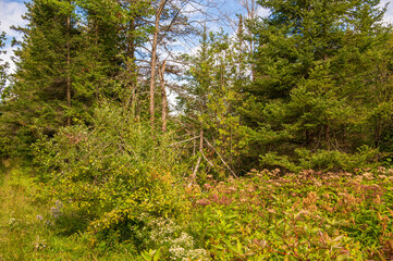 all photos were taken in northern Canada