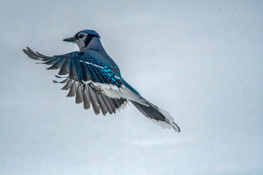 blue jay flying solo