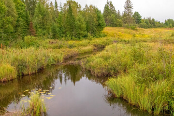 creek in summer old beaver dam