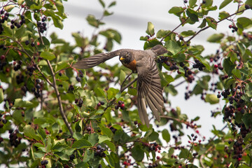 robin on a branch