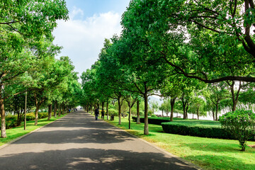 avenue of trees