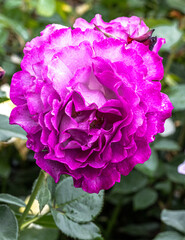 Purple Flower of a ‘Centennial’ Rose