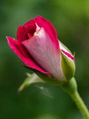 Midnight Blue rose begin to bloom the petals slowly bloom