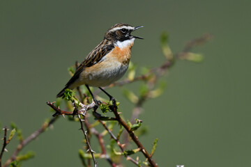 singendes Braunkehlchen // singing Whinchat (Saxicola rubetra)