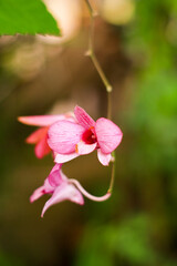 pink dendrobium flower