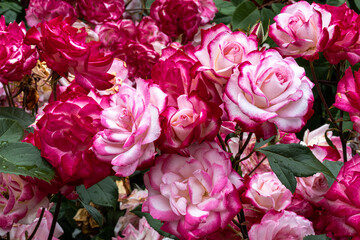 Flowers of ‘Candy Cane Cocktail’ Floribunda Rose