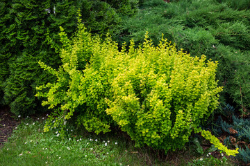 Common barberry bushes (Latin Berberis vulgaris) are light green against a background of green trees on a bright sunny day. Flora plants flowers.