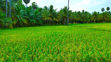 Green rice field and coconut trees with blue sky