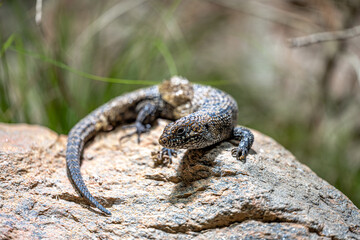 Cunningham's Spiny-tailed Skink (Egernia cunninghami)